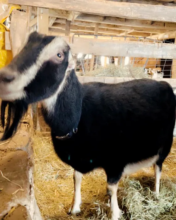 Dairyside Veterinary Services 5
