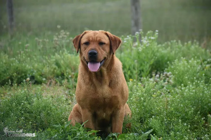Companion Animal Hospital 7