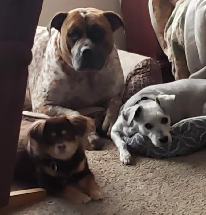 Companion Animal Hospital 8