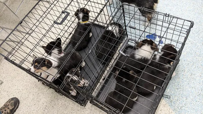 Companion Animal Hospital 10