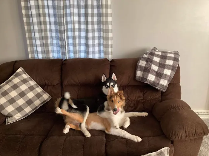 Companion Animal Hospital 4