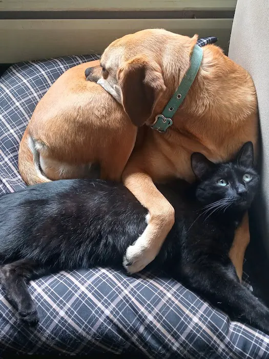 Companion Animal Hospital 1
