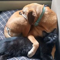 Companion Animal Hospital ico