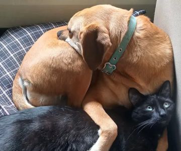 Companion Animal Hospital