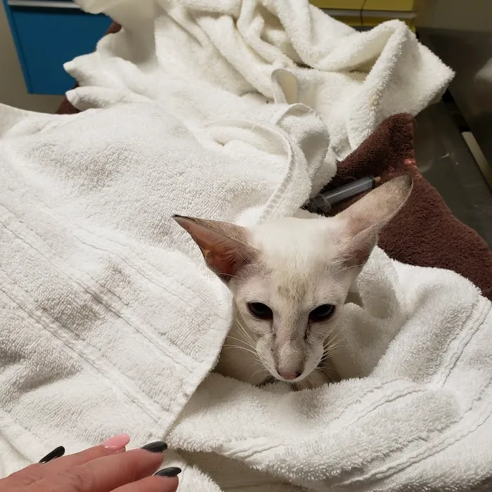 Susquehanna Veterinary Clinic 7
