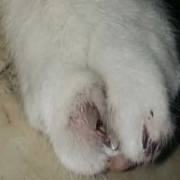 Susquehanna Veterinary Clinic ico