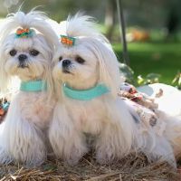 Elk County Veterinary clinic ico