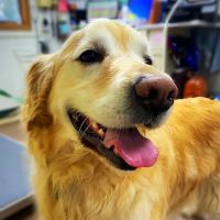 Country Lane Veterinary Services ico