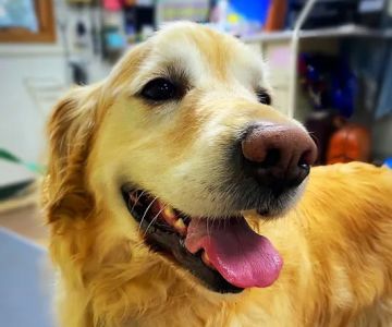 Country Lane Veterinary Services