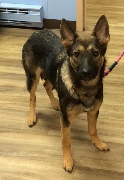 Barre Animal Hospital 4