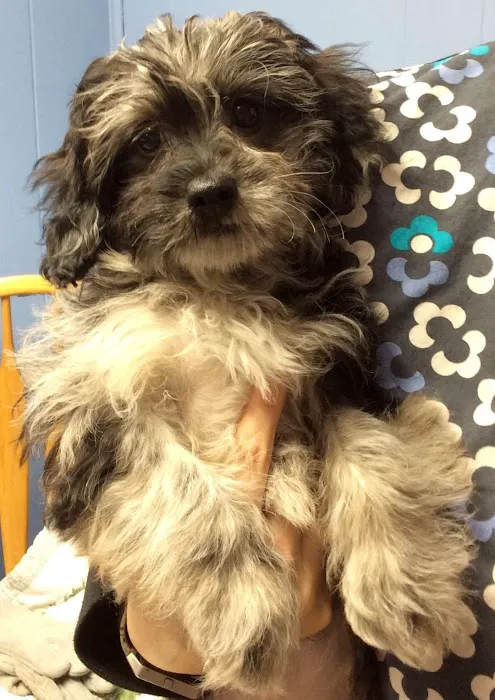 Barre Animal Hospital 8