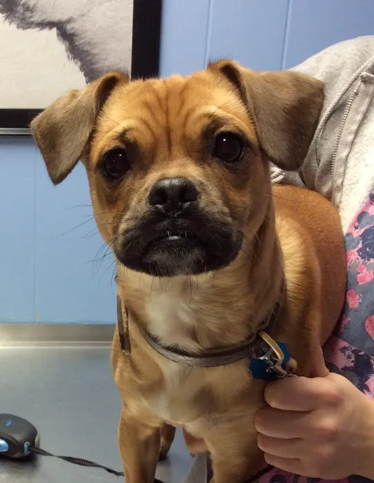 Barre Animal Hospital 6