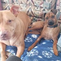 Barre Animal Hospital ico
