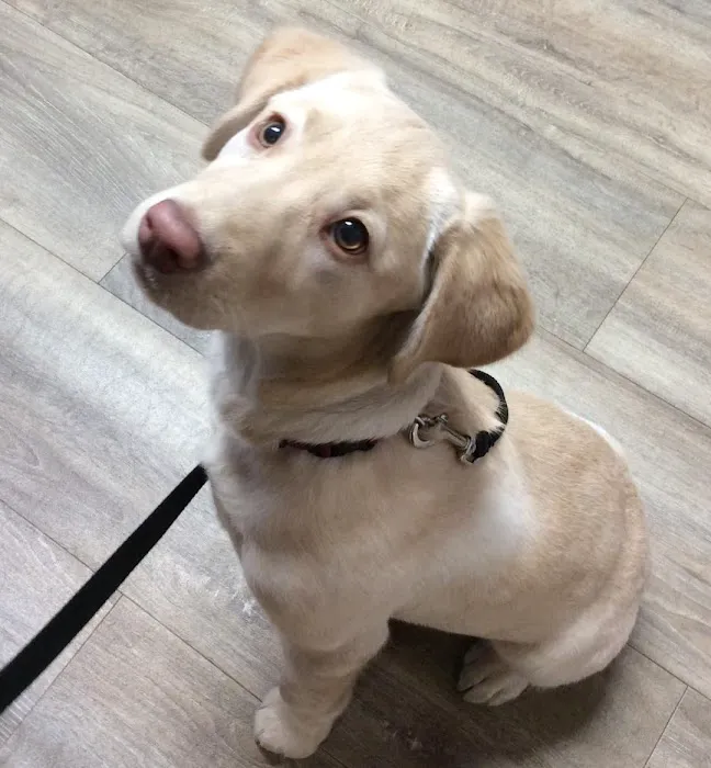 Barre Animal Hospital 10