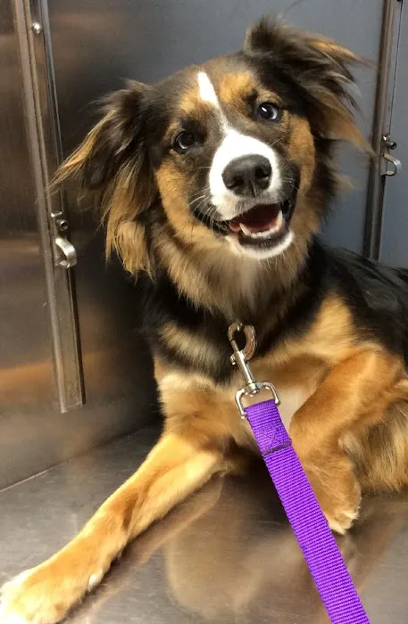 Barre Animal Hospital 3