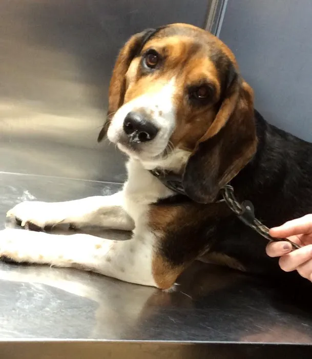 Barre Animal Hospital 9