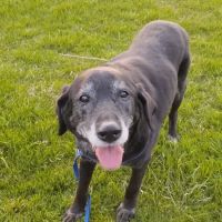 Wiley's Ark Animal Care ico