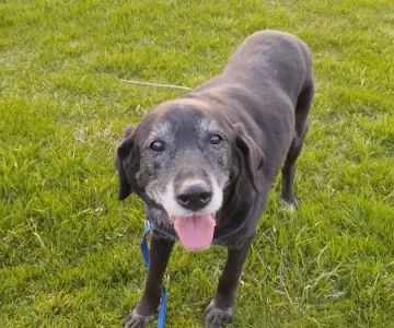 Wiley's Ark Animal Care