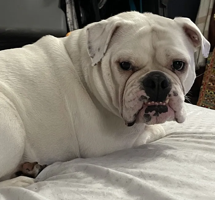 Brockport Animal Hospital 5