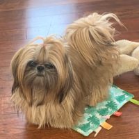 Brockport Animal Hospital ico