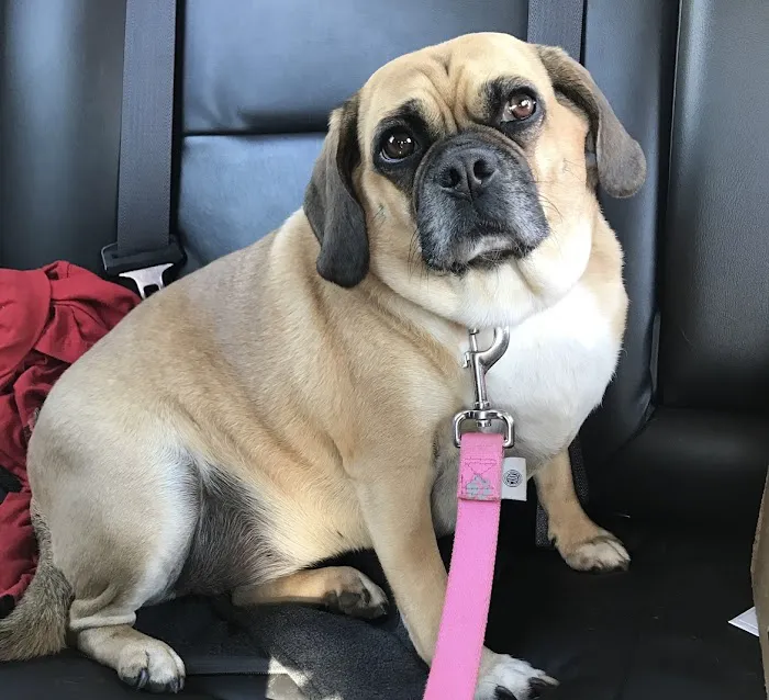 Brockport Animal Hospital 8