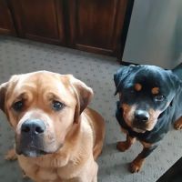Animal Clinic of East Avenue ico