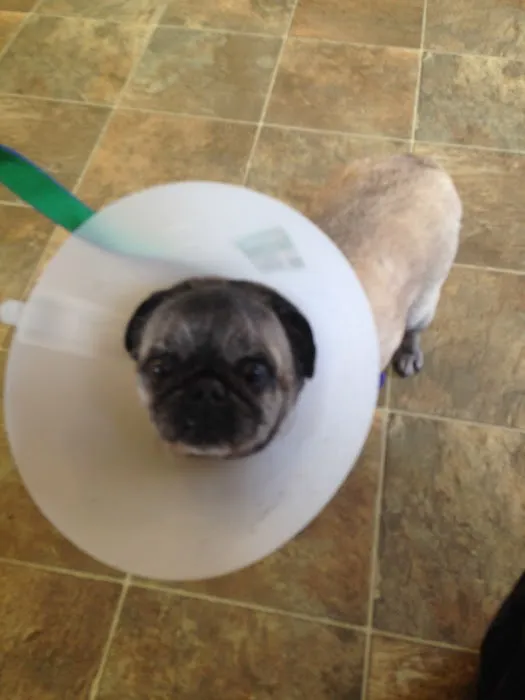 Watkins Glen Veterinary Hospital 8