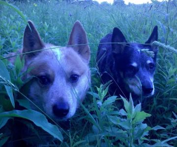 Lakeside Veterinary Services