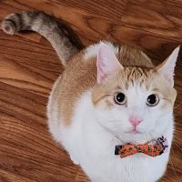 Towne & Country Veterinary Hospital ico