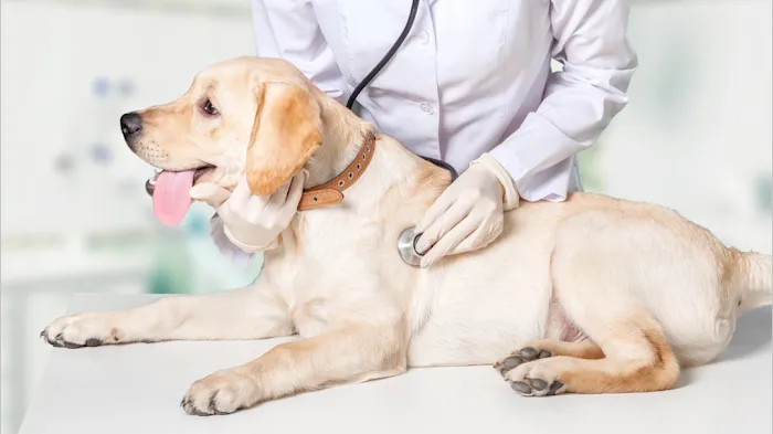 Corning Animal Hospital 10