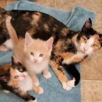 Corning Animal Hospital ico