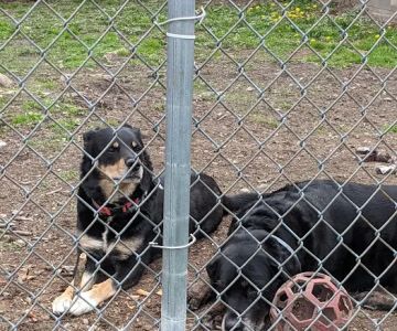 Compassionate Companion Care