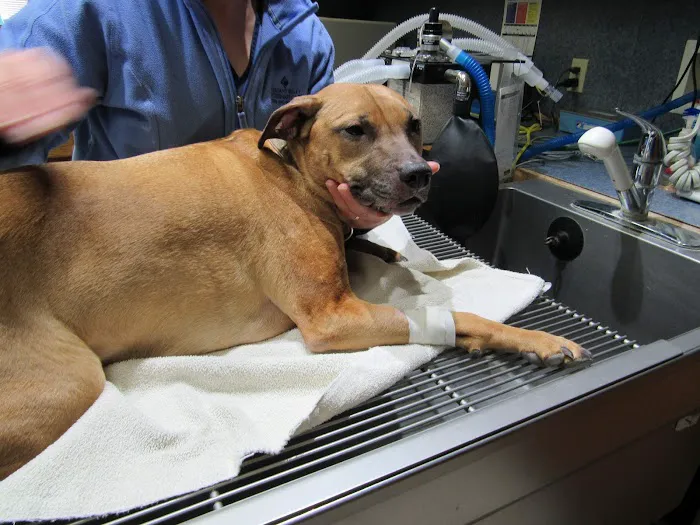 Pleasant Valley Veterinary Care 4
