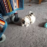 Pleasant Valley Veterinary Care ico