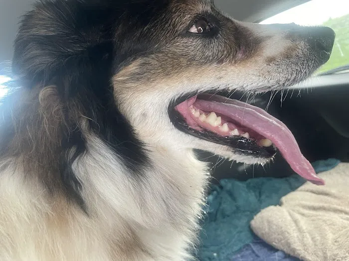 Banfield Pet Hospital 10