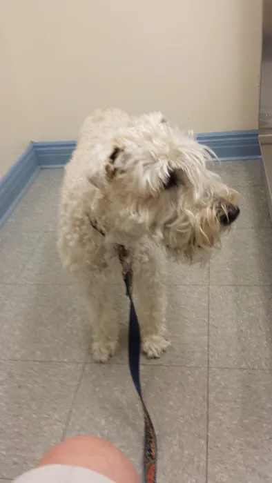 Pine Woods Animal Hospital 7