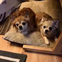 Millersport Small Animal Clinic ico