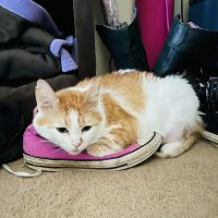 Buffalo Feline Hospital ico