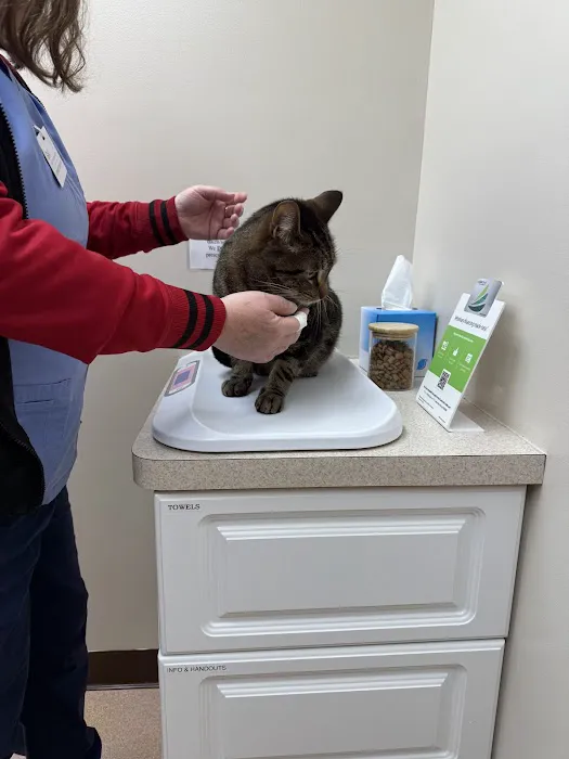 Buffalo Feline Hospital 6