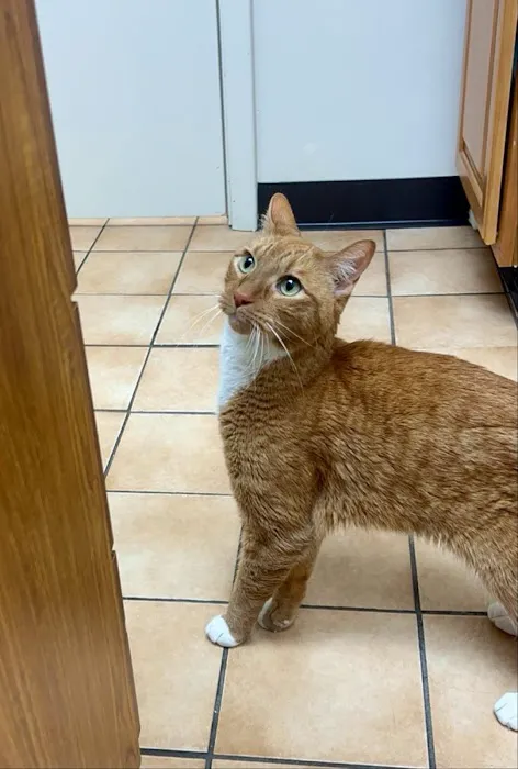 Buffalo Feline Hospital 7