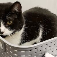 Killewald Small Animal Hospital ico
