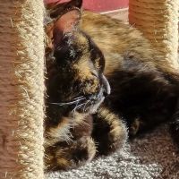 Transit Valley Animal Hospital ico