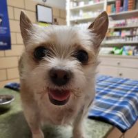 Labahn Veterinary Hospital ico