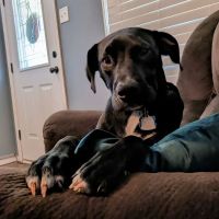 Labahn Veterinary Hospital: Adkins Cheryl DVM ico
