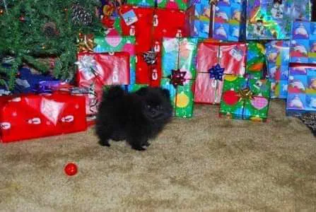 Labahn Veterinary Hospital: Adkins Cheryl DVM 6