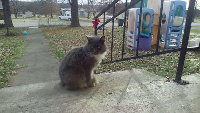 Davenport Veterinary Hospital 3