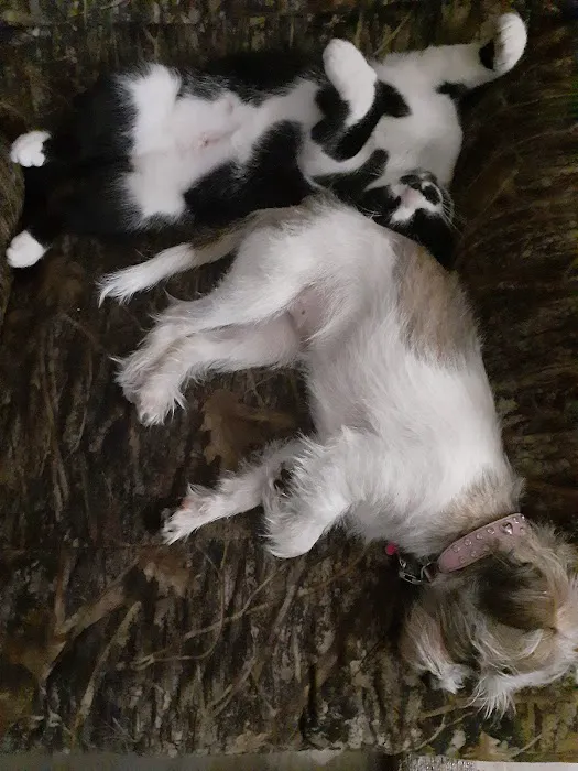 Remer Veterinary Hospital 5