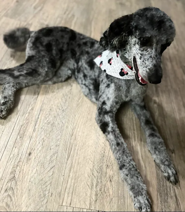 Fort Smith Veterinary Clinic 6