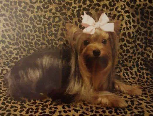 Fort Smith Veterinary Clinic 7