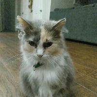 Arkansas Veterinary Clinic ico